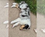 Small #2 Collie