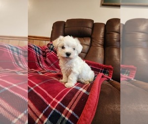 Havachon Puppy for sale in COTTAGE GROVE, TN, USA