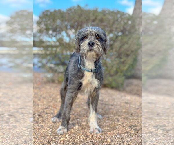 Medium Photo #4 Mutt Puppy For Sale in PIPE CREEK, TX, USA