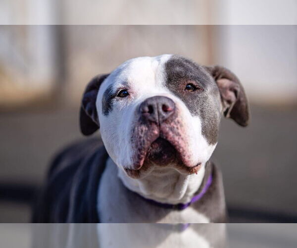 Medium Photo #15 American Pit Bull Terrier-Unknown Mix Puppy For Sale in Rustburg, VA, USA