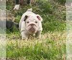 Puppy Puppy 1 English Bulldog