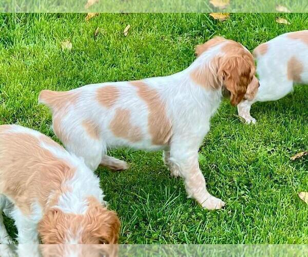 Medium Photo #4 Brittany Puppy For Sale in BERKSHIRE, NY, USA