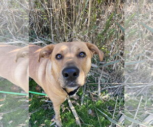 Sasha - Female Labrador Retriever-Rhodesian Ridgeback Mix Dog for Adoption - Photo #4