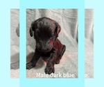 Puppy Dark blue Labradoodle