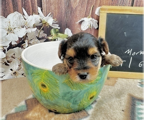 Medium Photo #14 Morkie Puppy For Sale in CASSVILLE, MO, USA