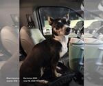 Small Chihuahua Mix