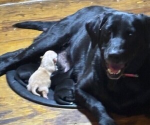 Mother of the Labrador Retriever puppies born on 09/19/2025