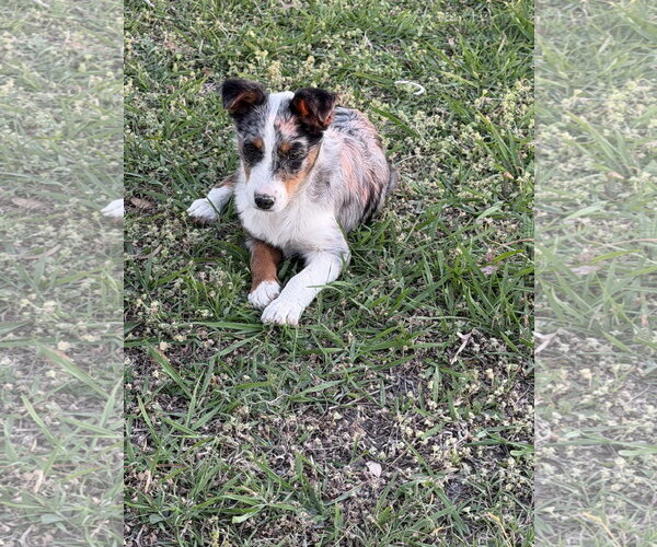 Medium Photo #3 Border-Aussie Puppy For Sale in Dallas, TX, USA