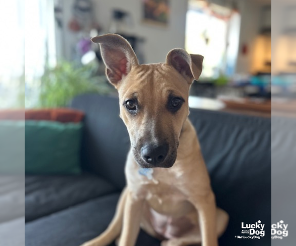 Medium Photo #10 Mutt Puppy For Sale in Washington, DC, USA