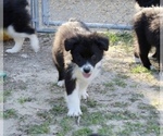 Small Photo #15 Australian Shepherd Puppy For Sale in ACTON, CA, USA