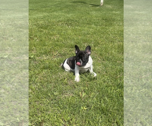 Medium Photo #2 French Bulldog Puppy For Sale in YORKTOWN, IN, USA