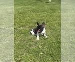 Small #1 French Bulldog