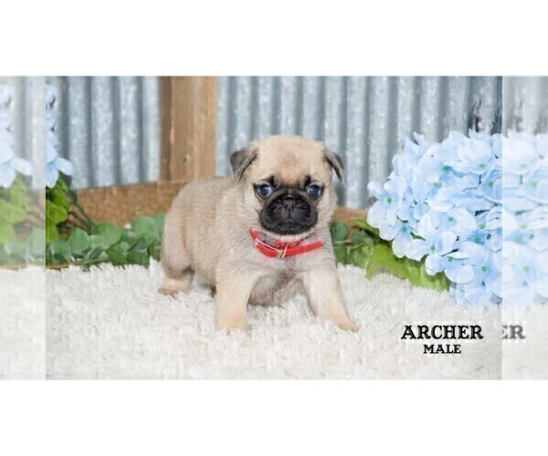 Medium Photo #6 Pug Puppy For Sale in CLARE, MI, USA
