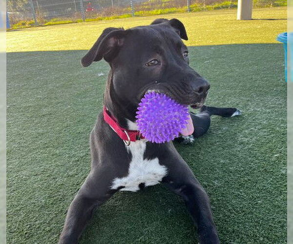 Medium Photo #2 Mutt Puppy For Sale in Martinez, CA, USA