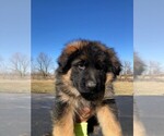 Small Photo #17 German Shepherd Dog Puppy For Sale in SOMERVILLE, OH, USA