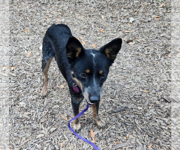 Medium Photo #1 Mutt Puppy For Sale in Paso Robles, CA, USA