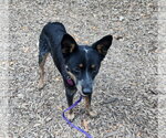 Pixie - Female Mutt Dog for Adoption - Small photo