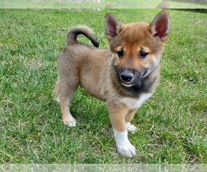 Shiba Inu Puppy for sale in CLARK, MO, USA