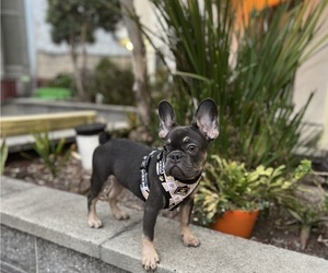 French Bulldog Puppy for sale in SAN FRANCISCO, CA, USA