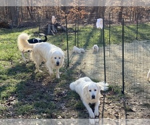 Mother of the Great Pyrenees puppies born on 01/02/2022