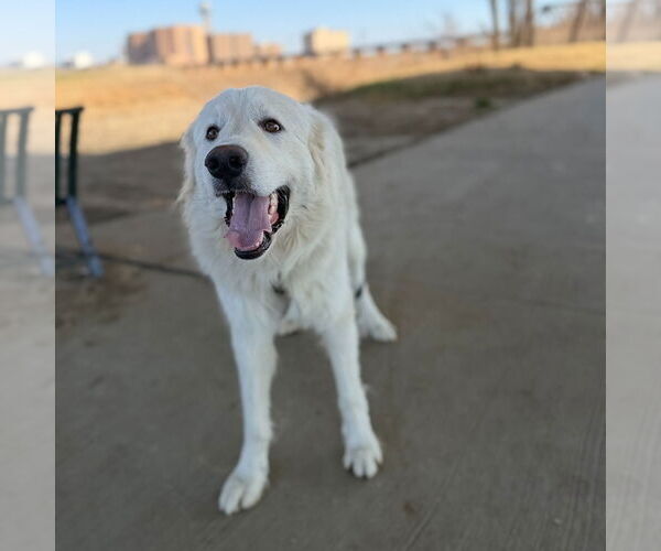 Medium Photo #2 Great Pyrenees Puppy For Sale in Spring, TX, USA