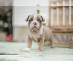 Puppy Tysen Faux Frenchbo Bulldog
