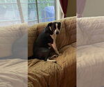 Small #4 Labrador Retriever Mix