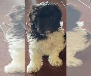 Havanese Puppy for sale in JEFFERSON, GA, USA