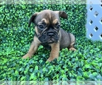 Puppy 5 French Bulldog