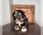 Puppy Puppy 3 Miniature Australian Shepherd