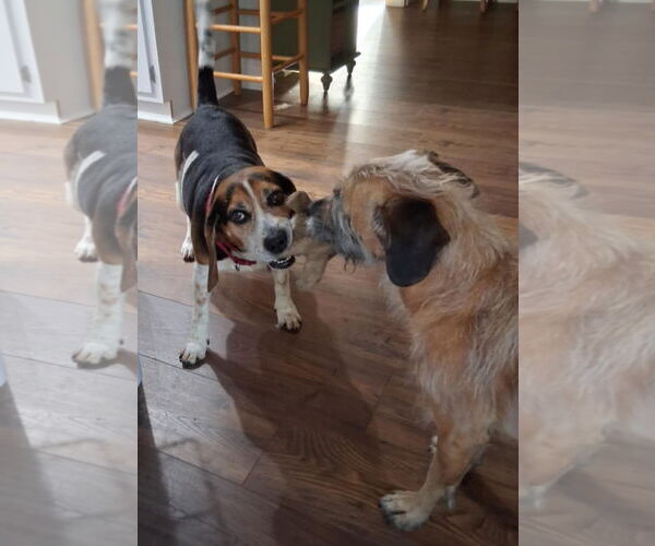 Medium Photo #17 Beagle Puppy For Sale in Dunnellon, FL, USA