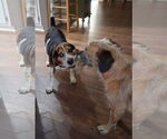 Small #16 Beagle