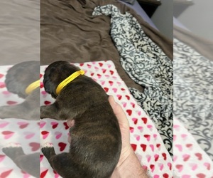 Boxer Puppy for sale in BLOOMINGTON, IL, USA