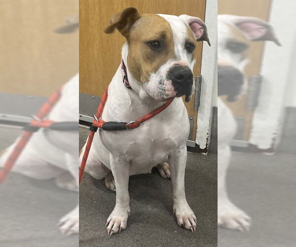 Medium Photo #1 American Bulldog Puppy For Sale in Forestville, MD, USA