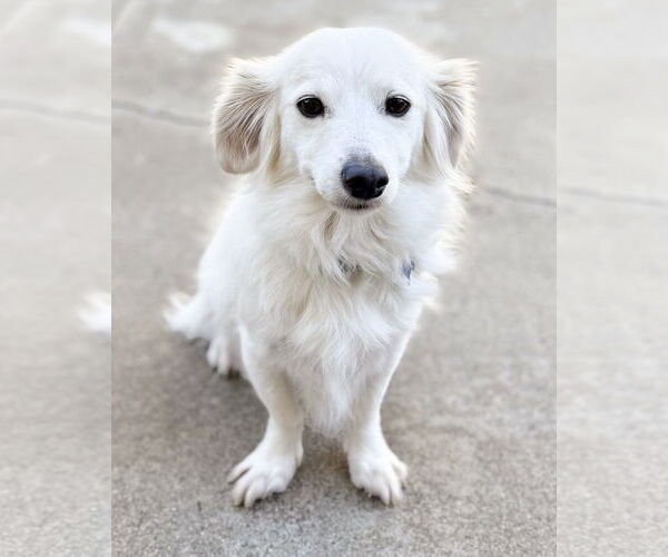 Medium Photo #3 Colonial Cocker Spaniel-Papillon Mix Puppy For Sale in Corona, CA, USA