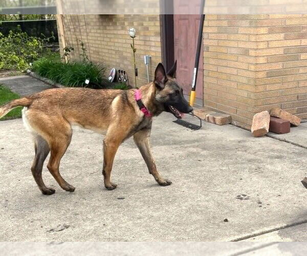 Medium Photo #3 Mutt Puppy For Sale in Imlay City, MI, USA