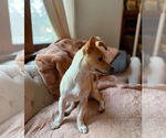 Small #8 Chihuahua Mix
