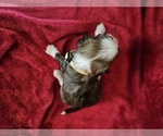Small #1 Chinese Crested