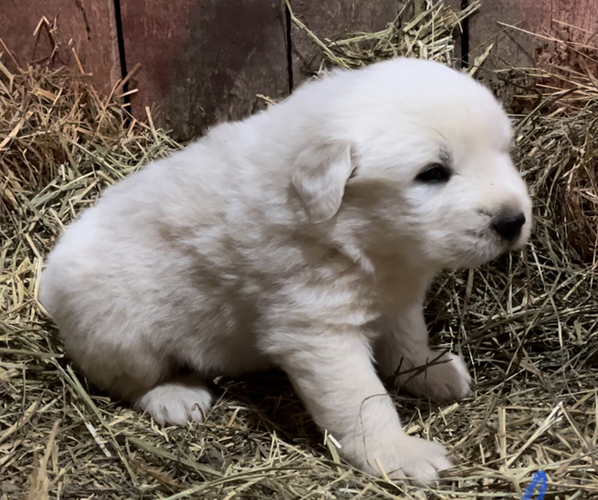 Medium Photo #1 Great Pyrenees Puppy For Sale in WYTHEVILLE, VA, USA