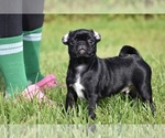 Scooby - Male Pug Puppy for Sale - Photo #4
