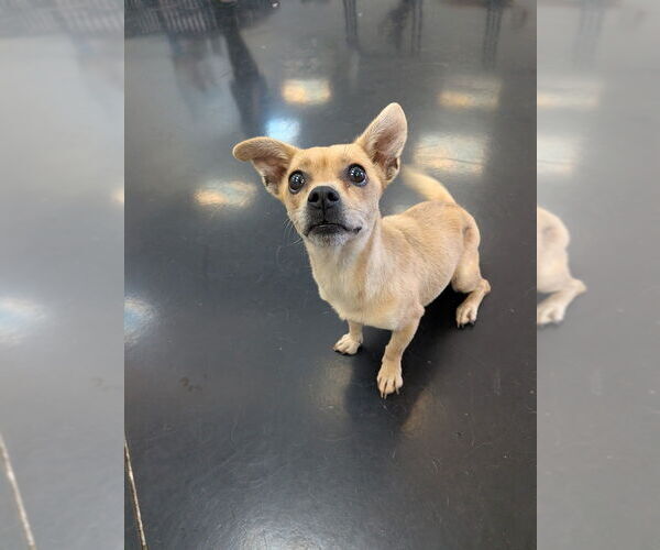 Medium Photo #7 Chihuahua Puppy For Sale in Vail, AZ, USA