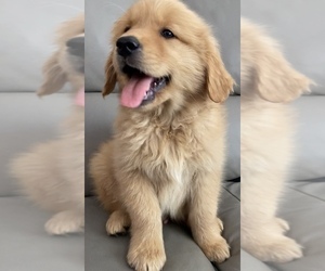 Golden Retriever Puppy for sale in SANTA ANA, CA, USA