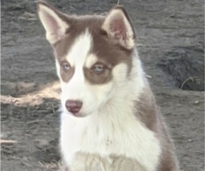 Siberian Husky Puppy for sale in OWENSBORO, KY, USA
