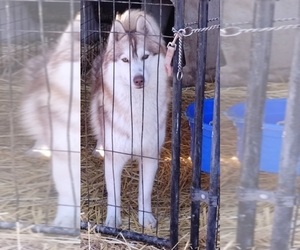 Father of the Siberian Husky puppies born on 04/04/2025
