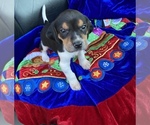 Small Photo #1 Welsh Foxhound  Puppy For Sale in AIKEN, SC, USA