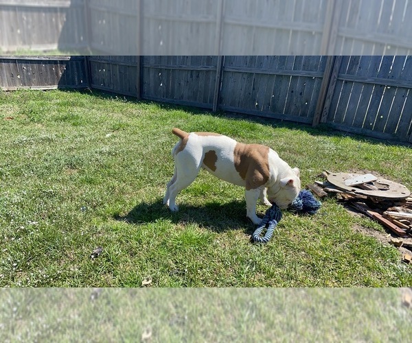 Medium Photo #1 Olde English Bulldogge Puppy For Sale in BRYAN, TX, USA