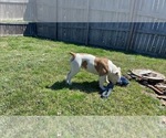 Small Photo #1 Olde English Bulldogge Puppy For Sale in BRYAN, TX, USA