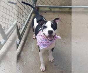 Mutt Dogs for adoption in Murfreesboro, NC, USA