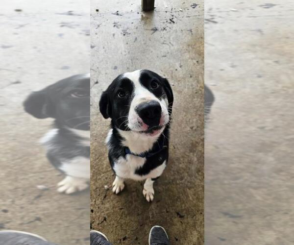 Medium Photo #1 Border Collie-Unknown Mix Puppy For Sale in DuQuoin, IL, USA