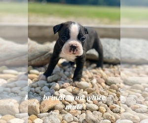 Boston Terrier Puppy for sale in GLENNVILLE, GA, USA